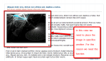 Get The first Image from Post  in WP.